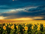 Sunset over sunflowers field