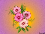 PINK DAISIES