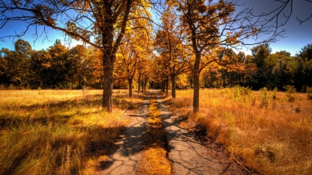 dirt road on a sunny fall day hdr - autumn, forest, hdr, road, grass