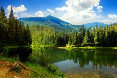 Calm lake - calm, trees, treews, summer, tranquil, forest, reflection, mirror, serenity, lake, sky