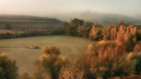 fog over fields in autumn - trees, fog, cabin, autumn, fields