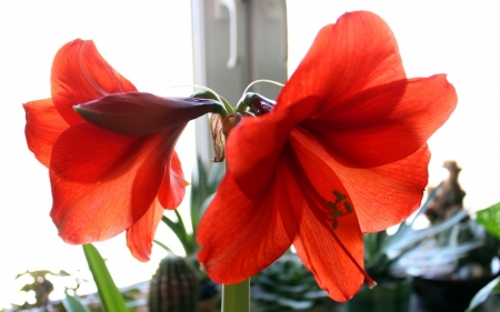 Red flower - big, beautyful, flower, red