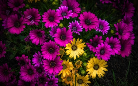 FUSCHIA & YELLOW - YELLOW, FLOWERS, PETALS, FUSCHIA