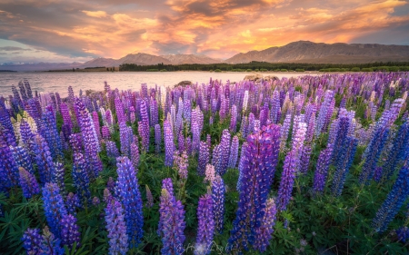 Meadows - flowers, sunset, nature, purple, meadows