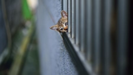 Peek a Boo - nature, peeking, animals, cats