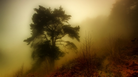 Foggy Morning - fog, nature, tree, forest