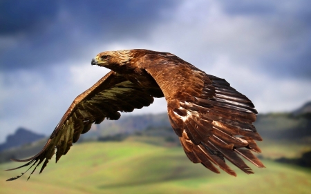 eagle - fun, eagle, cool, animal, birds