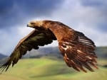 eagle