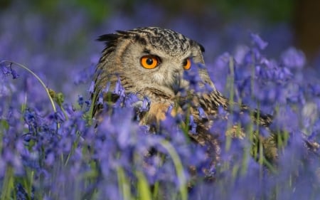 Owl - owl, bird, summer, blue, pasare, bufnita, flower