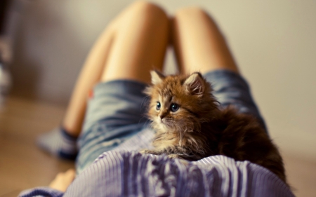 Kitten - ben torode, animal, pisica, kitten, cute, daisy, cat