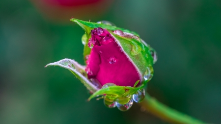 Rose bud - flower, rose, pink, water drops, bud, green