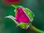 Rose bud