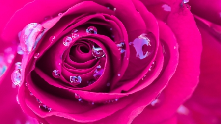 Rose - flower, rose, pink, water drops, skin