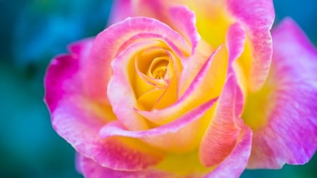 Rose - trandafir, skin, yellow, pink, blue, rose, flower