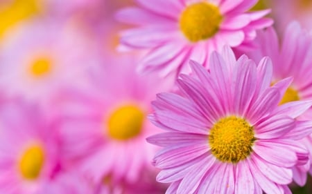 Chrysanthemums - flower, pink, yellow, chrysanthemum, skin, autumn