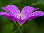 Purple flower