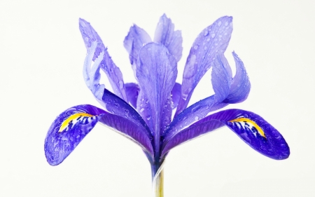 Iris - white, purple, summer, blue, iris, flower