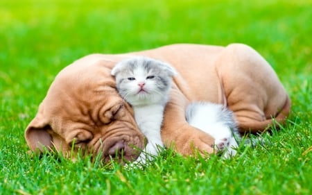 Friends - dog, friends, grass, kitty