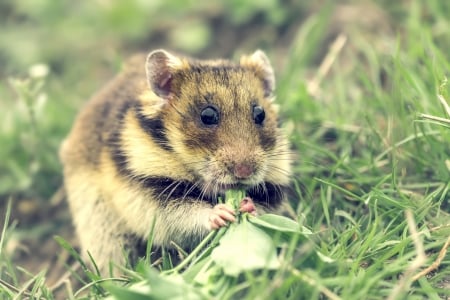 Hamster - summer, hamster, animal, cute, rodent, green, grass