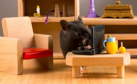 Busy hamster - black, rodent, animal, funny, cute, hamster, laptop