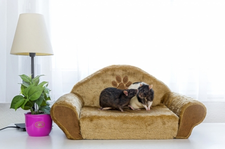 Relaxing on the sofa - hamster, funny, pink, rodent, plant, sofa, white, lamp, room