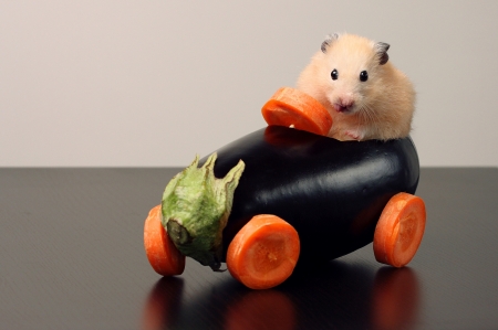 Watch out! - rodent, car, funny, cute, orange, hamster, vegetable