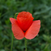 poppy