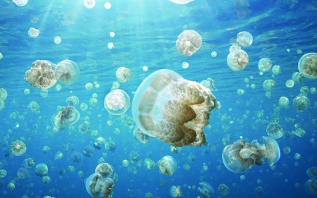 Jellyfish invasion - white, blue, jellyfish, water, summer, sea, invasion, underwater