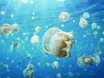 Jellyfish invasion