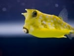 Cowfish