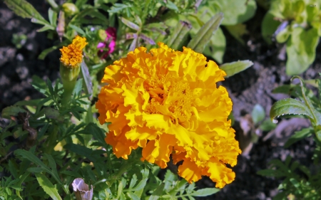 mexican marigold - mexican, marigold, flower, plant