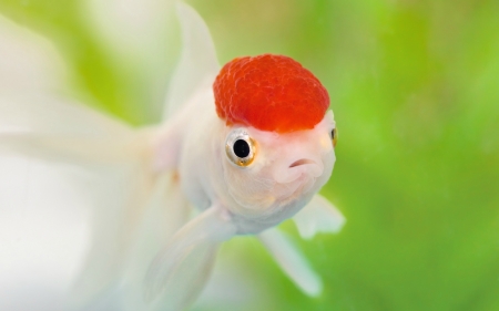 Brainiac fish - white, red, summer, peste, funny, brainiac, fish, green