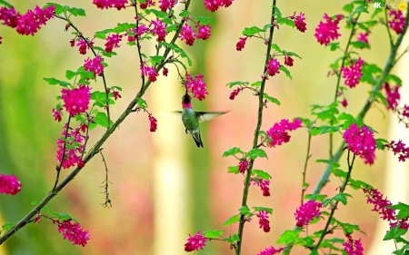 Sweet Hummingbird - Animal, Hummingbird, Flowers, sweet