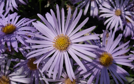 alpine aster - flower, alpine, plant, aster