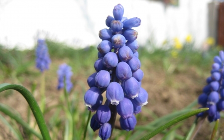 grape hyacinth