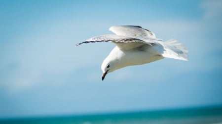 seagull - bird, animal, seagull, sky