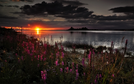 Seaside Sunset - flowers, clouds, water, sun, sky