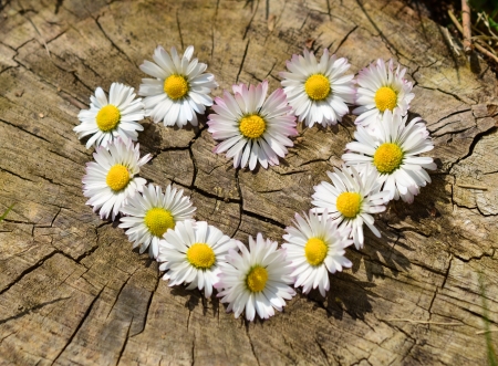 Daisies - blossoms, symbol, petals, heart