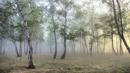 mist in a birch forest - birch, white, mist, grass, forest