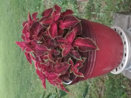 Velvet Coleus - Plant, Velvet, Red, Flower