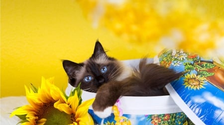 Sunflower Kitty - Firefox Persona theme, sunflowers, summer, kitten, siamese, cup, cat, kitty