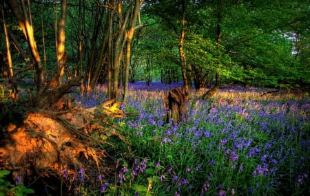 Forest wildflowers