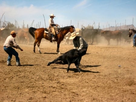 Cowgirl At Work.. - girls, women, style, fun, female, cowgirl, boots, hats, outdoors, brunettes, western, horses, cows, cowboys, ranch, herd