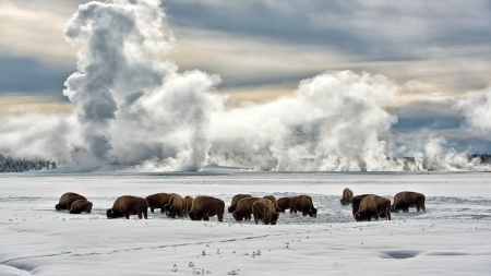 buffalo in yellowstone in winter - winter, plains, buffalo, guyser