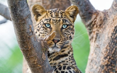 Beautiful Leopard - leopard, 2016, animals, beautiful