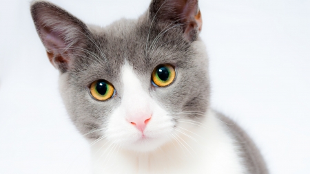 Cat - yellow eyes, grey, white, animal, pisica, face, cat