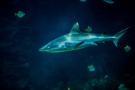 Shark - summer, water, fish, shark, blue, green, underwater