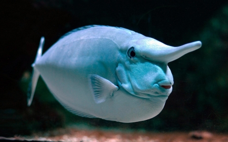 Unicorn fish