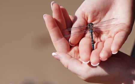 Dragonfly - hand, summer, woman, insect, dragonfly