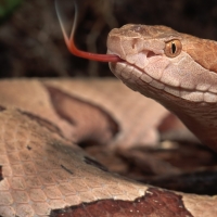 copperhead